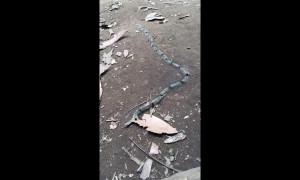 Beautiful blue caterpillar chain weaves along the ground in Thailand