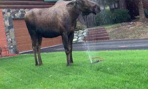 Moose Makes the Most of Garden Sprinkler