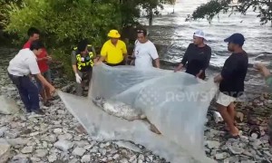 Environmentalists investigating the death of a dolphin which washed up in Thailand