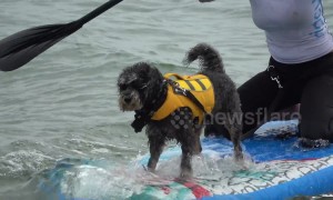 UK Dog Surfing Championships take place on south coast