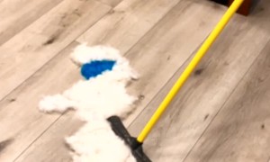 Blue Eared Dog Gets Brushed Away