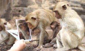 Families of monkeys admire themselves after being handed mirrors in Thailand's Lopburi