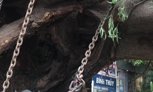 Huge Tree Transported by Truck