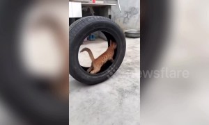 This cat thinks it's a hamster! Feline runs on the inside of tyre in China
