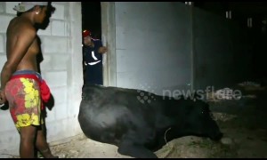 Hapless cow rescued after getting stuck in gap between two walls in Thailand
