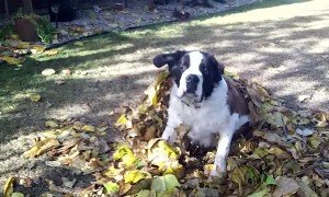 Big Dog Thinks he can Hide Under Leaves