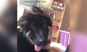 Super funny pup delivers hilariously goofy expression