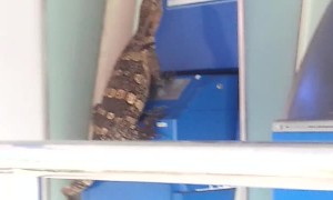 Lizard Tries to Break into Bank