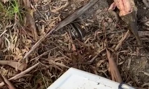 Man Finds a Mystery in the Murray