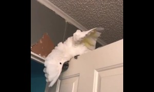 Cockatoo bangs head on door while singing & dancing