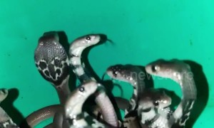 Indian forest officials rescue 15 baby king cobras from electrical shop