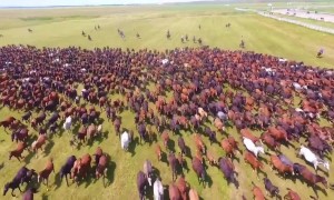 Drone footage captures thousands of horses galloping across grasslands at Xinjiang tourism festival