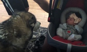 Alaskan Malamute dog meets newborn baby for the first time
