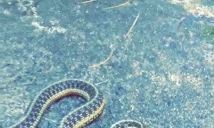 Snake Tries to Save its Family