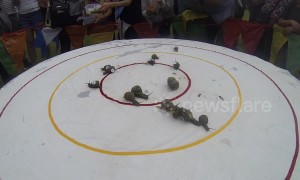 Thrilling World Snail Racing Championship leaves trail of excitement in Norfolk