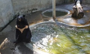 Un-bear-able heat! Bear 'back flops' into pool to cool off from soaring temperatures at Thai breeding centre
