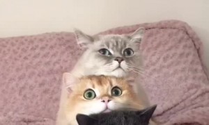 Cats Unstack for Dinner Time