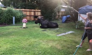 Moose Settles for a Shower