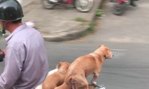 Riding Along with Puppy Dog Passengers