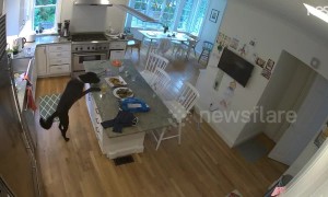 US security camera catches sneaky dog stealing chicken from table