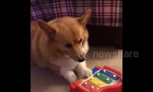 Rosie the Corgi jamming on her piano!