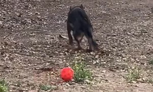 Unlikely Backyard Best Friends