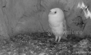 Afraid of the storm! Barn owl chick in the UK gets scared by thunder and lightning