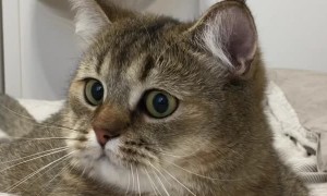 Kitty Steps in Sticky Doorway Trap