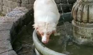 Furry Friend Keeps Cool in Fountain