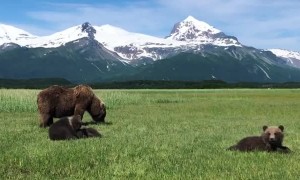 Family of Bears Graze on Grass
