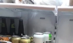 Bird Throws Fruit From the Fridge