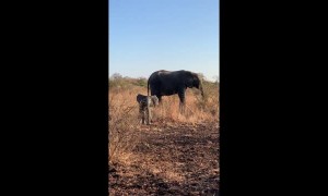 Adorable Baby Elephant Gets Brave
