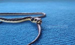 Stomach-churning moment king cobra swallows a baby snake