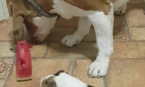 Watermelon is too Good to Share