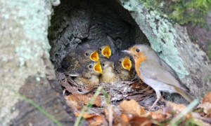 Mother Robin Cares for Chicks