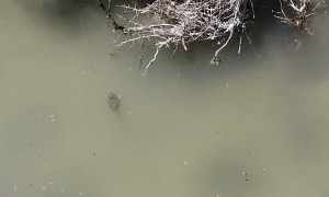 Rare Spadefoot Toad Tadpole Spotted