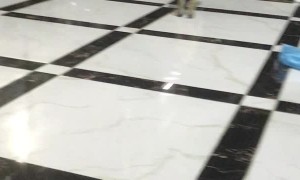 Puppy Makes a Break for Freedom and Fails