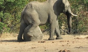 Huge African elephant has an itch he just can't scratch