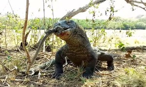 Komodo Dragon Munches on a  Monkey