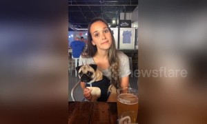 Hilarious pug and owner tilt their heads in unison when asked about 'chicken'