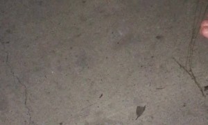 Feeding a Rare Wild Albino Raccoon