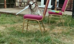 Sword Swinging Dog Protects Backyard