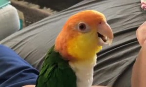 Parrot engages in adorable conversation with owner