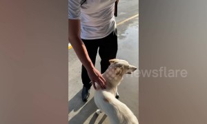 Hapless dog stands outside shopping mall all day waiting for owner