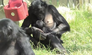 Protective bonobo mother takes care of newborn amid scorching heat at UK zoo