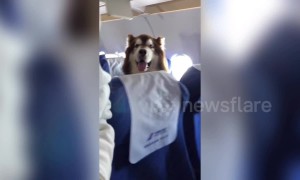 Giant Alaskan malamute spotted accompanying owner on plane in China