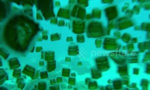 Calming footage shows swarms of jellyfish that shut down Filipino beach