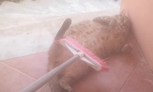 Cat Gets Groomed with a Broom