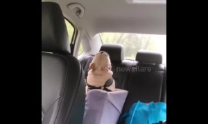 A star is born! French bulldog sings the hit single 'Shallow' playing on the radio