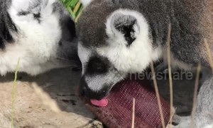 Lemurs lick ice lollies to cool off in the UK heatwave